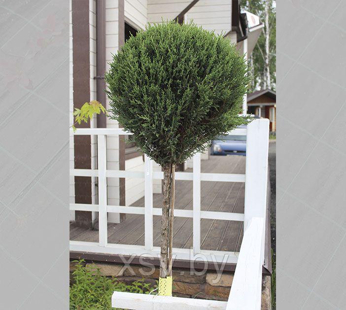 Можжевельник скальный "Блу Эрроу" (стриженный под "штамб"). Высота 170-200 см