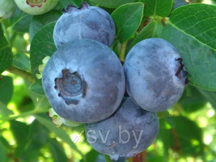 Саженцы 5 летней голубики Блюкроп высота 100-120 см