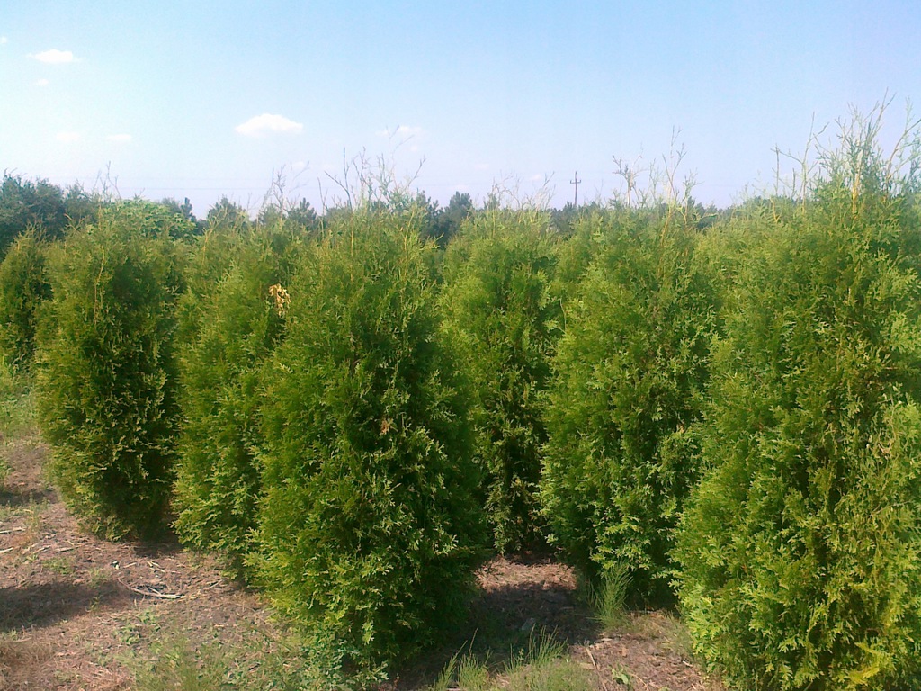 Туя Брабант  200- 225 см