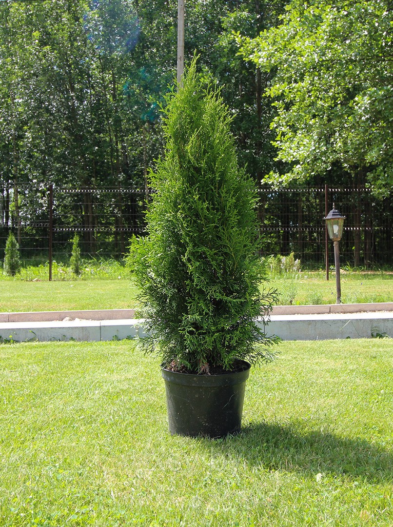 Туя западная Смарагд  от 50 см до 60 см C5