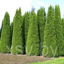 Туя западная Смарагд от 201 см до 225 см
