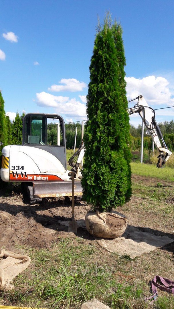 Туя западная Смарагд от 350 см до 400 см