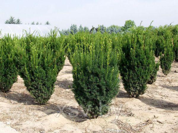 Тис средний Хикси (Taxus media Hicksii)