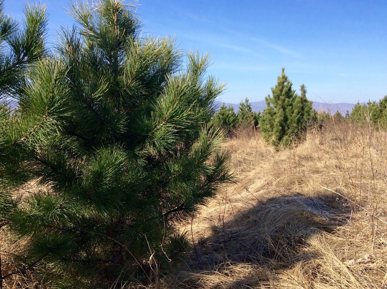 Сосна кедровая  сибирская (кедр) 201-225 см