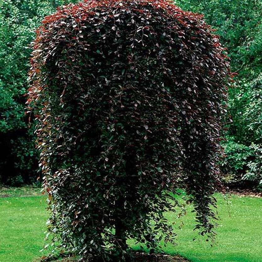 Берёза плакучая Пурпуреа (betula pendula purpurea) 251-300 см