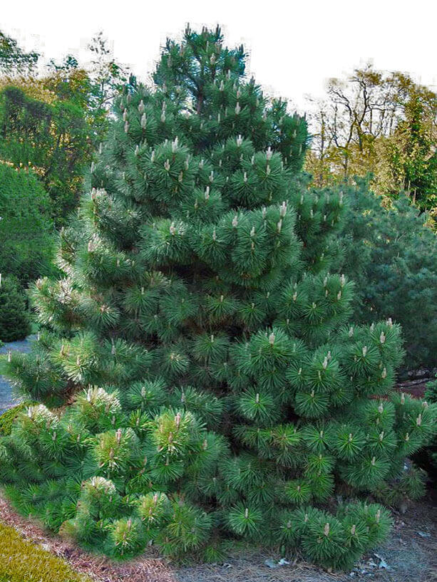Сосна черная австрийская  101-125 см (Pinus nigra var. austriaca) С10