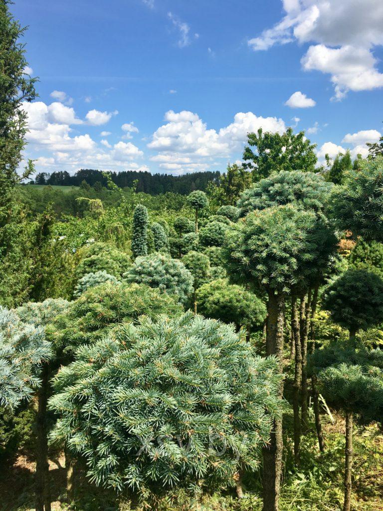 Ель голубая формированная