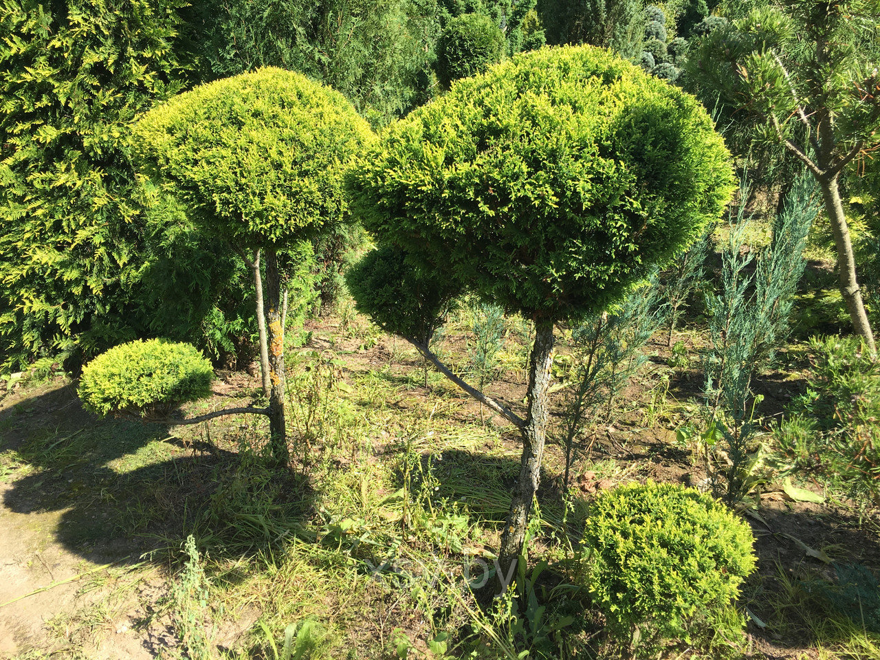 Туя западная формированная (много шаров)