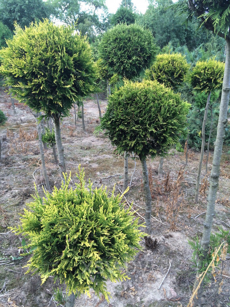 Туя  формированная  (один шар) 1,8 м и выше