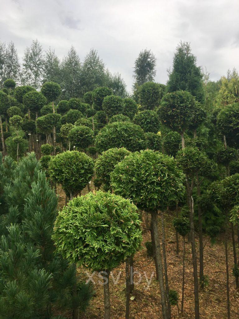 Туя западная формированная (один шар) высота 120-150 см