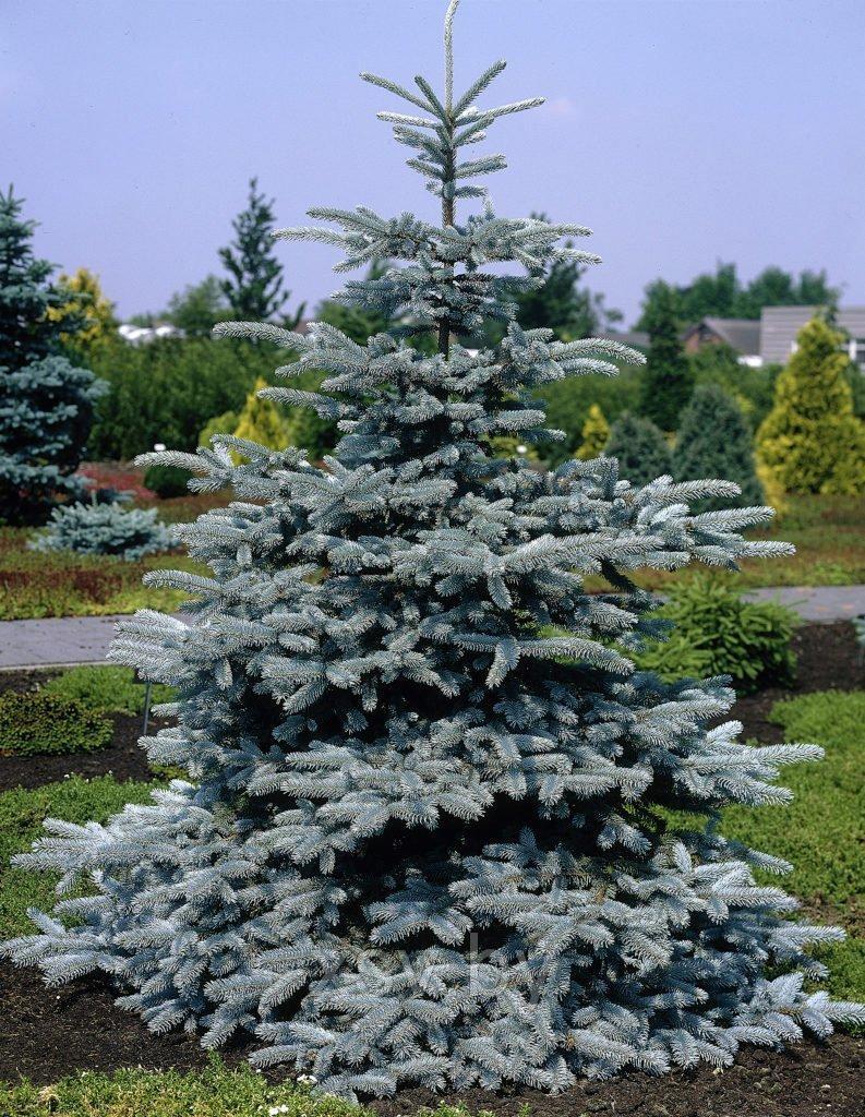 Ель голубая Глаука от 180 см до 200 см