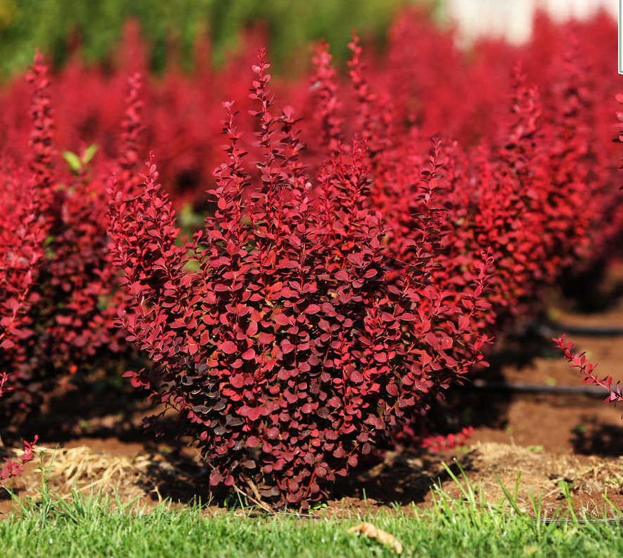 Барбарис Тунберга "Оранж Рокет" Berberis thunbergii "Orange Rocket"