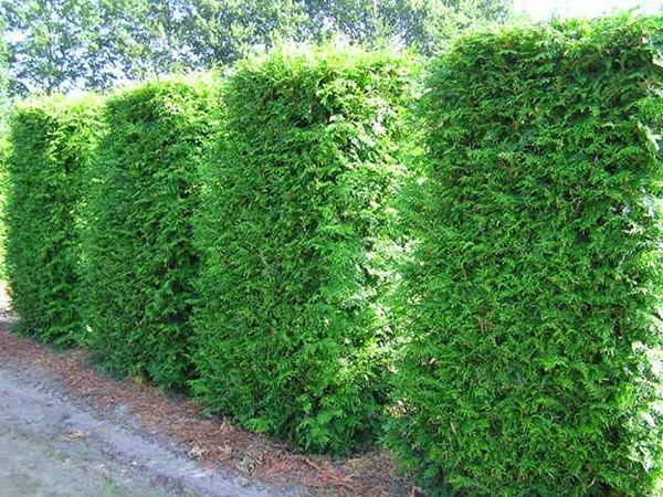 Туя западная Брабант 300-350 см для живой изгороди