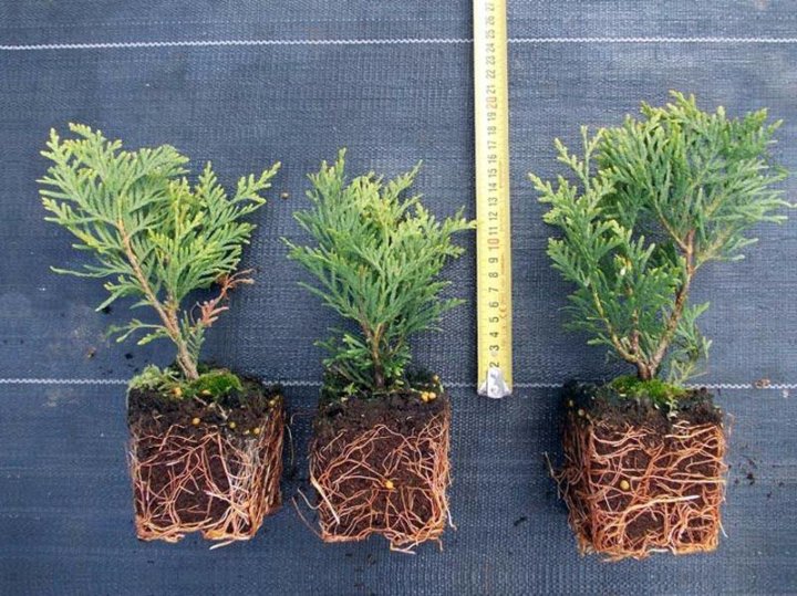 Туя Брабант   от 5 до 11 см Р9 однолетка