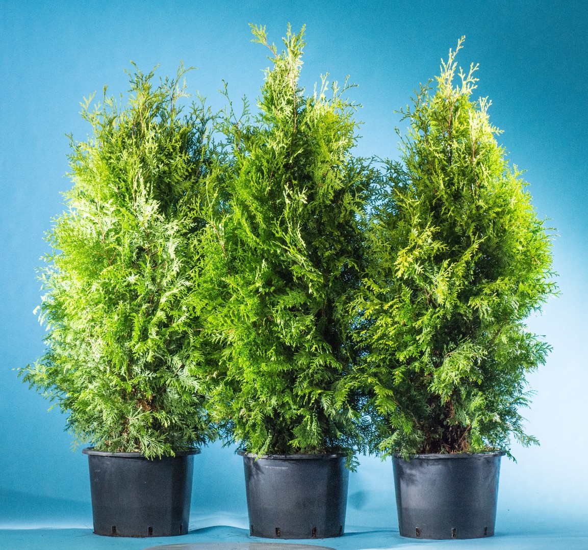 Туя Брабант от 60 до 80 см
