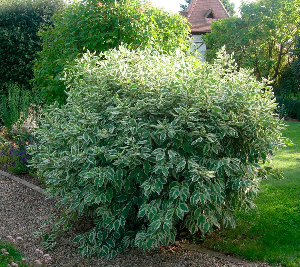 Дёрен белый "Elegantissima" С3