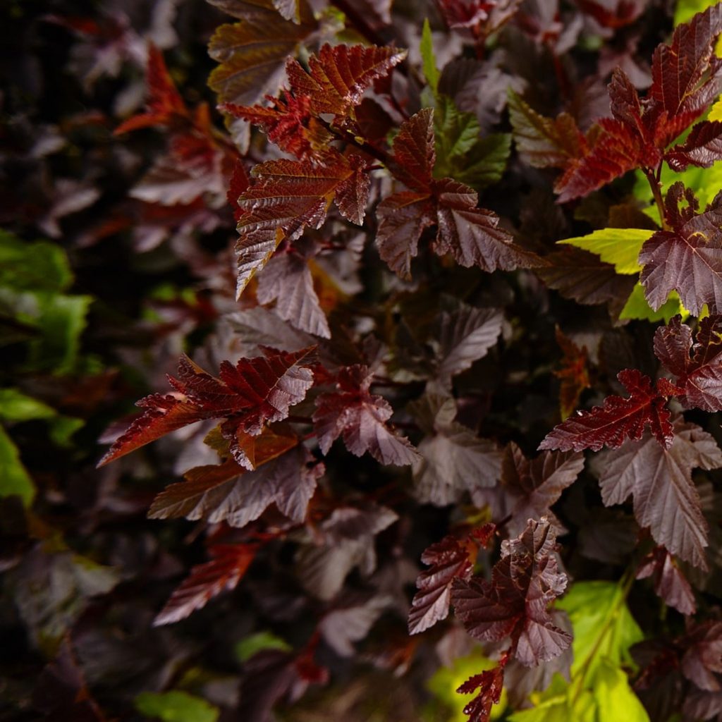 Пузыреплодник Диабло 100-120 см С5