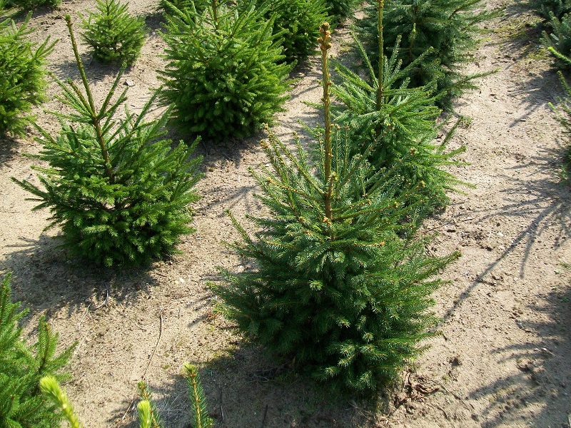 Ель европейская зелёная 20-30 см