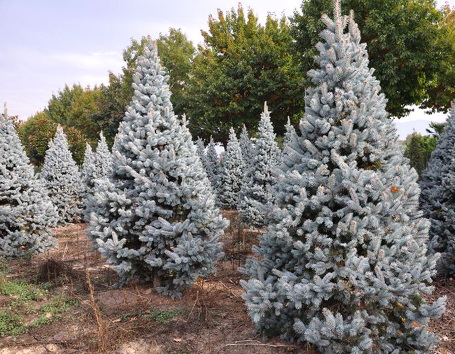 Ель голубая колючая хупси (Hoopsii) от 125 до 150 см