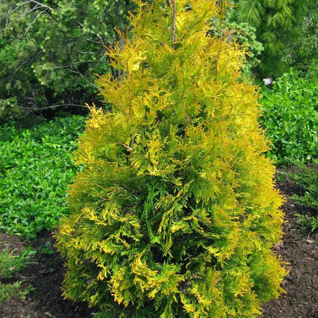 Туя западная Еллоу Риббон   80 до 100 см