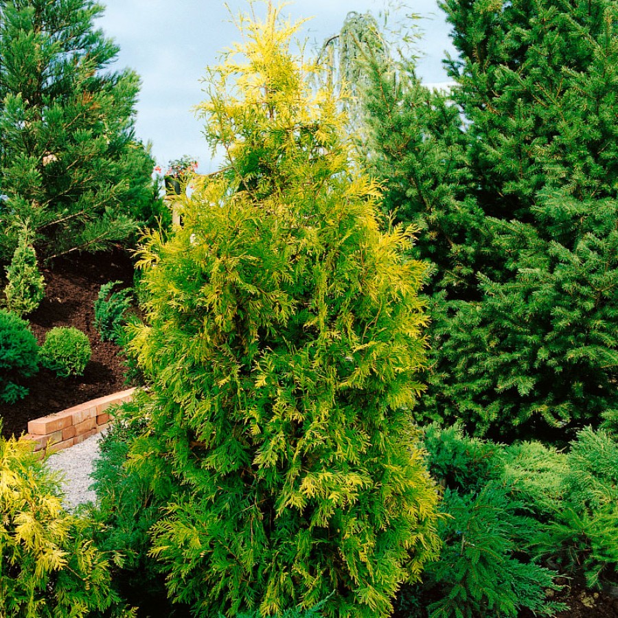 Туя западная Европа Голд  220- 250 см (Thuja occidentalis Europe Gold )