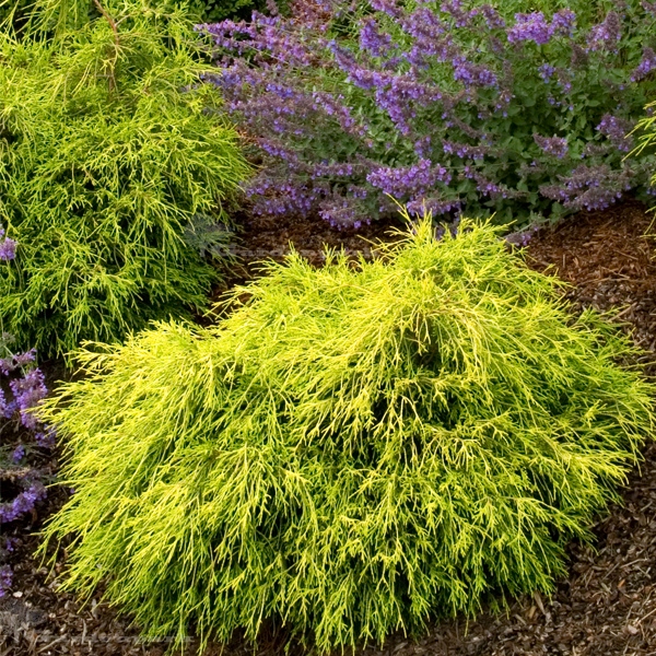 Кипарисовик горохоплодный Филифера Ауреа (Filifera Aurea) 100-120 см