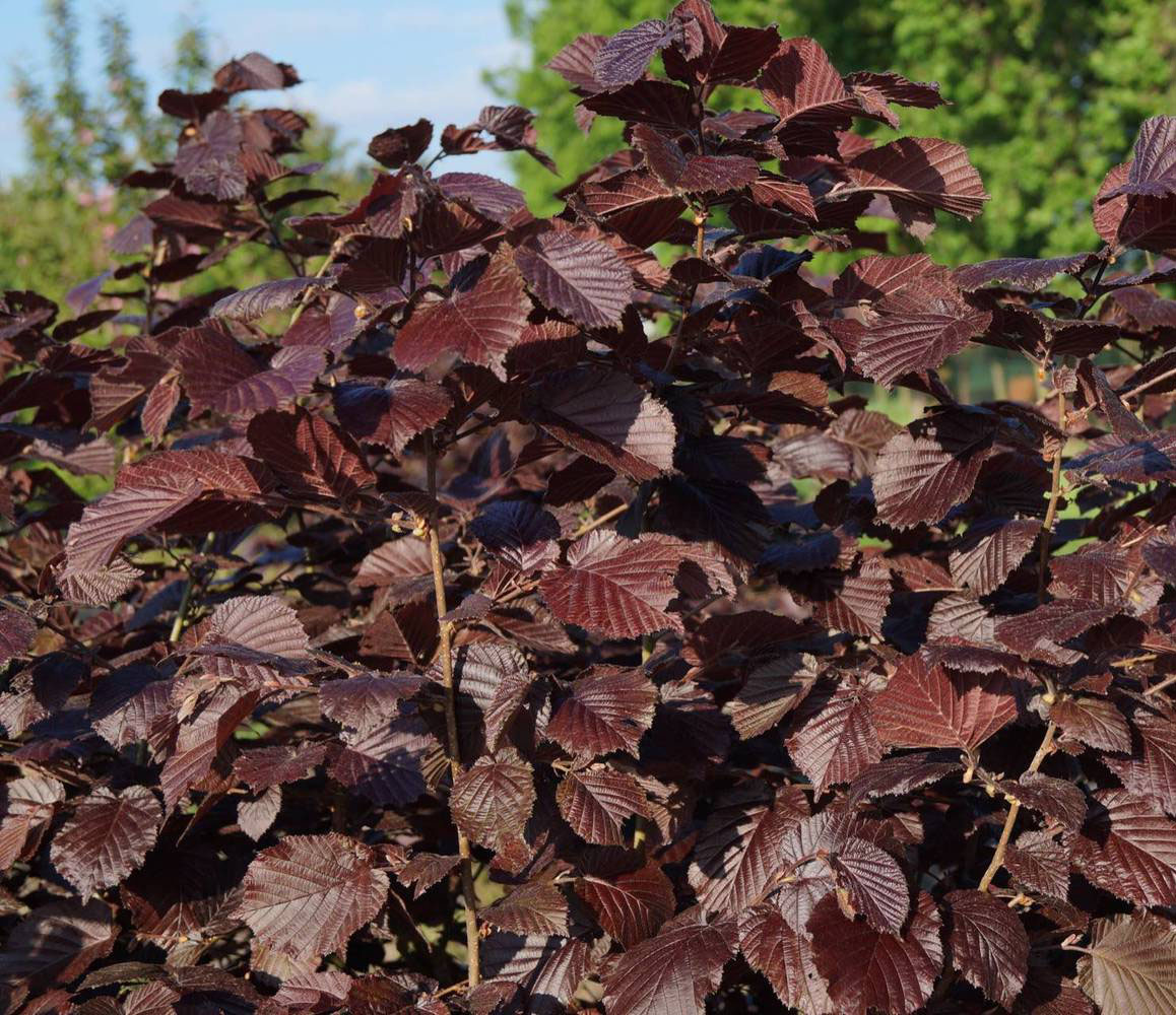 Фундук краснолистый (лещина) садовый "Сирена" 0,8-1 м