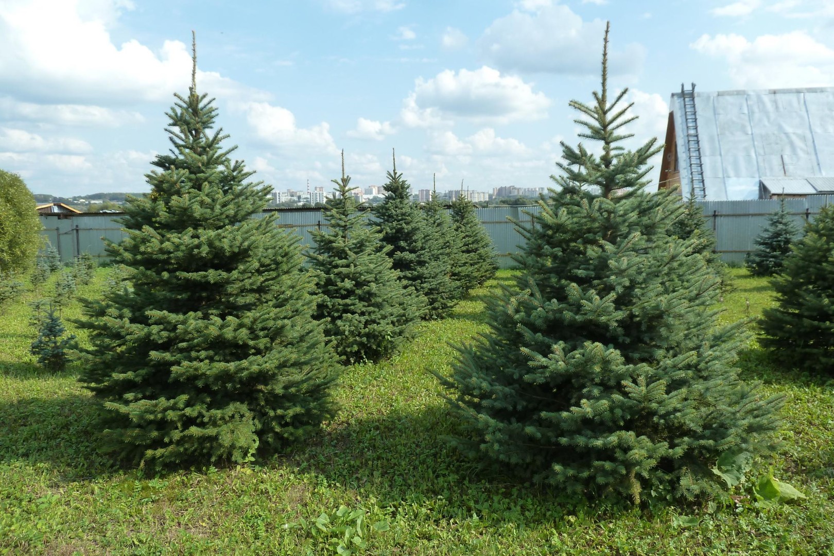 Ель голубая Глаука от 301 см до 350 см