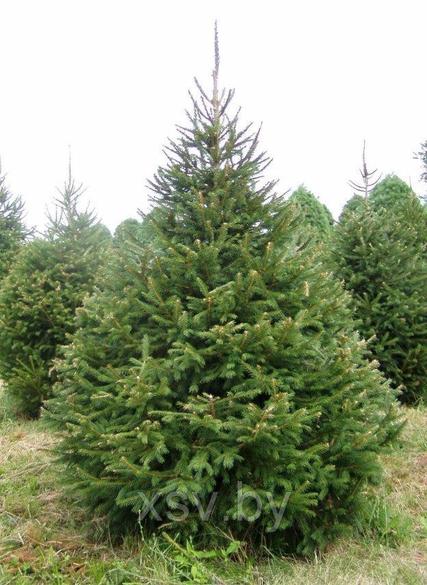 Ель колючая Глаука зелёная 180-200 см