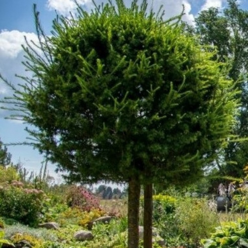 Лиственница "Глобус" на штамбе (Globus)