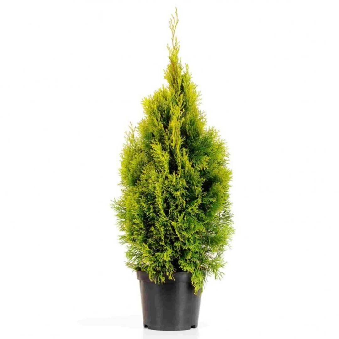 Туя западная голден Смарагд С2 20-30 см