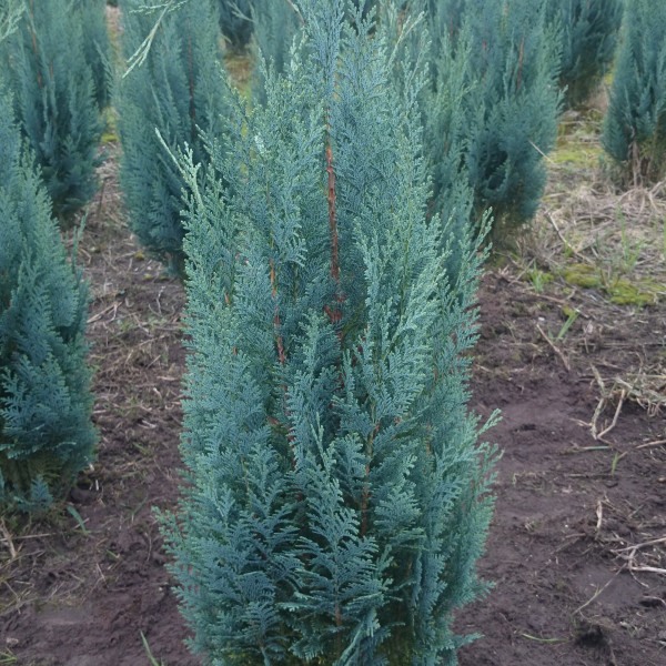 Кипарисовик Лавсона (Chamaecyparis Lawsoniana) 176- 200 см