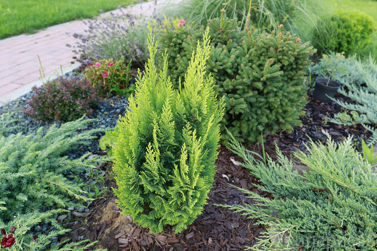 Кипарисовик Лавсона Стардаст 201-225 см (Chamaecyparis Lawsoniana Stardust)