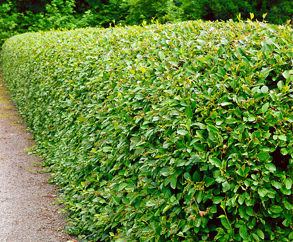 Кизильник Блестящий (COTONEASTER LUCIDUS ) С-5
