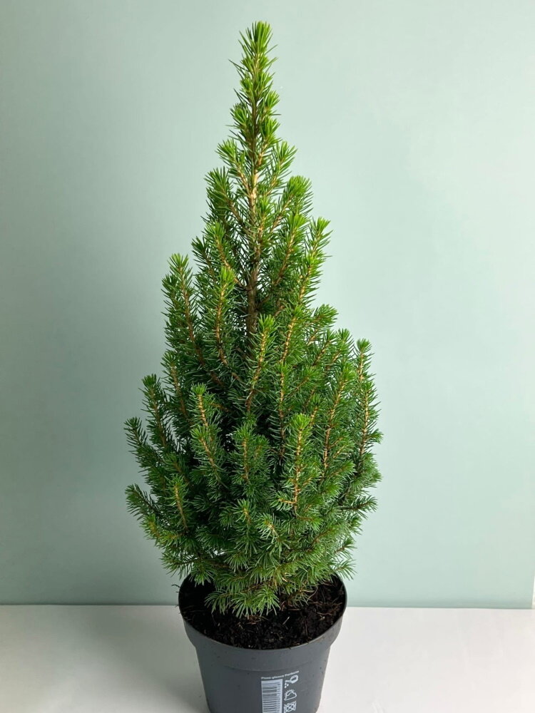 Ель канадская Коника  от 30- 40 см С3 (40-50 см с горшком)