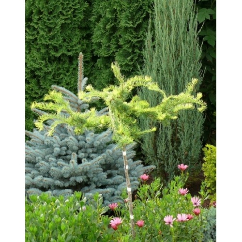 Лиственница японская Диана на штамбе (Larix kaempferi Diana)