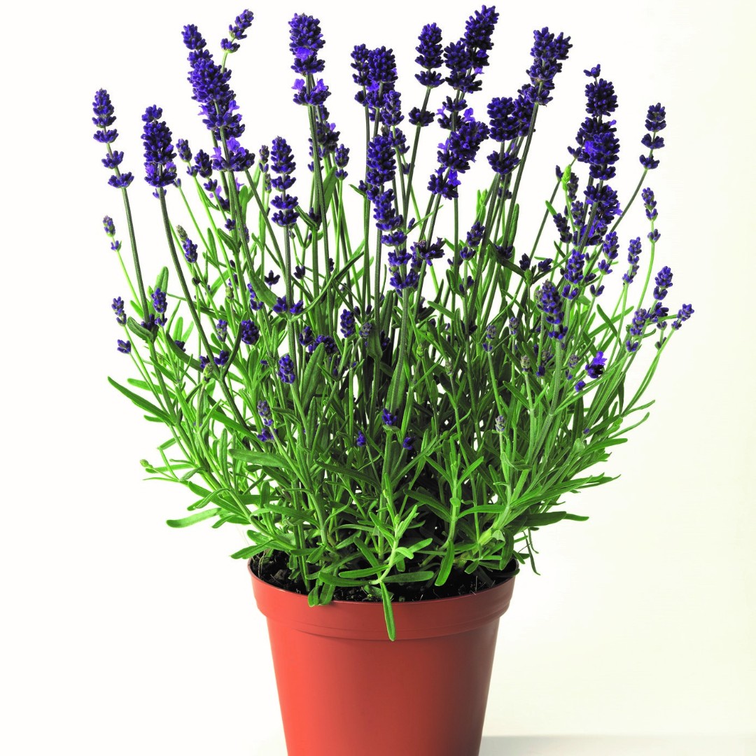 Лаванда узколистная С2