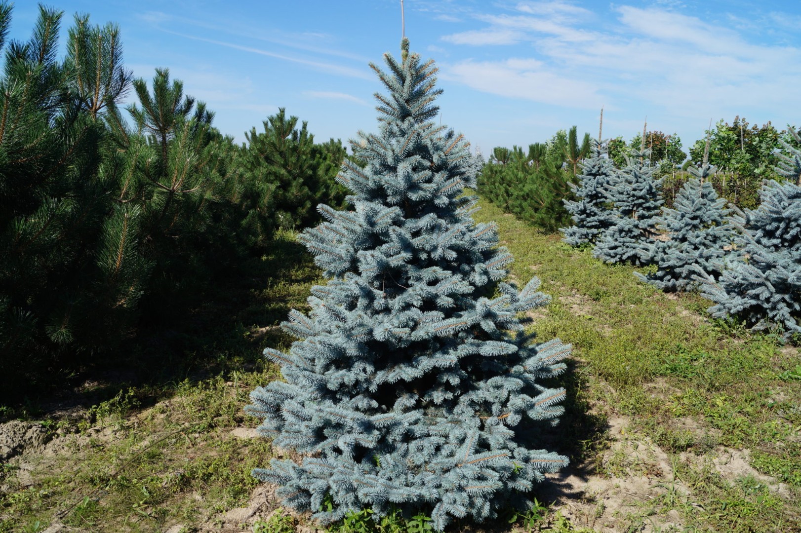Ель голубая  колючая Ольденбург  (Picea pungens 'Oldenburg) от 100 до 120 см