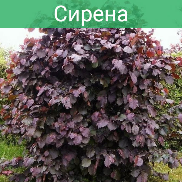 Фундук краснолистый (лещина) садовый "Сирена" 100-125 см