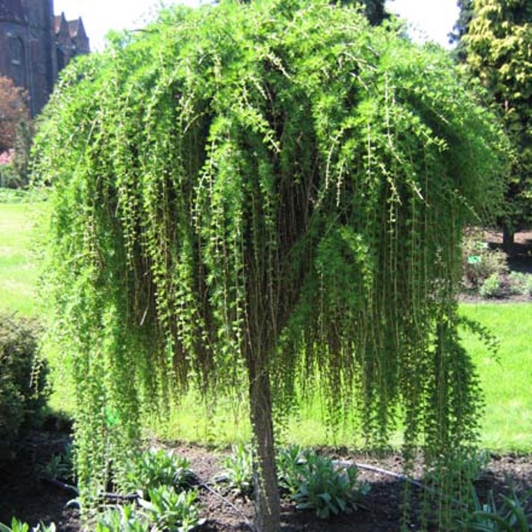 Лиственница Пендула на штамбе (Larix Pendula)