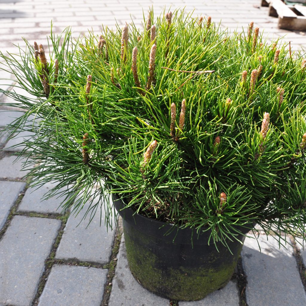 Сосна горная Мугус  (Mughus) 30-40 см