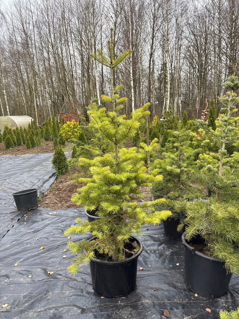 Пихта  одноцветная 100-120 см