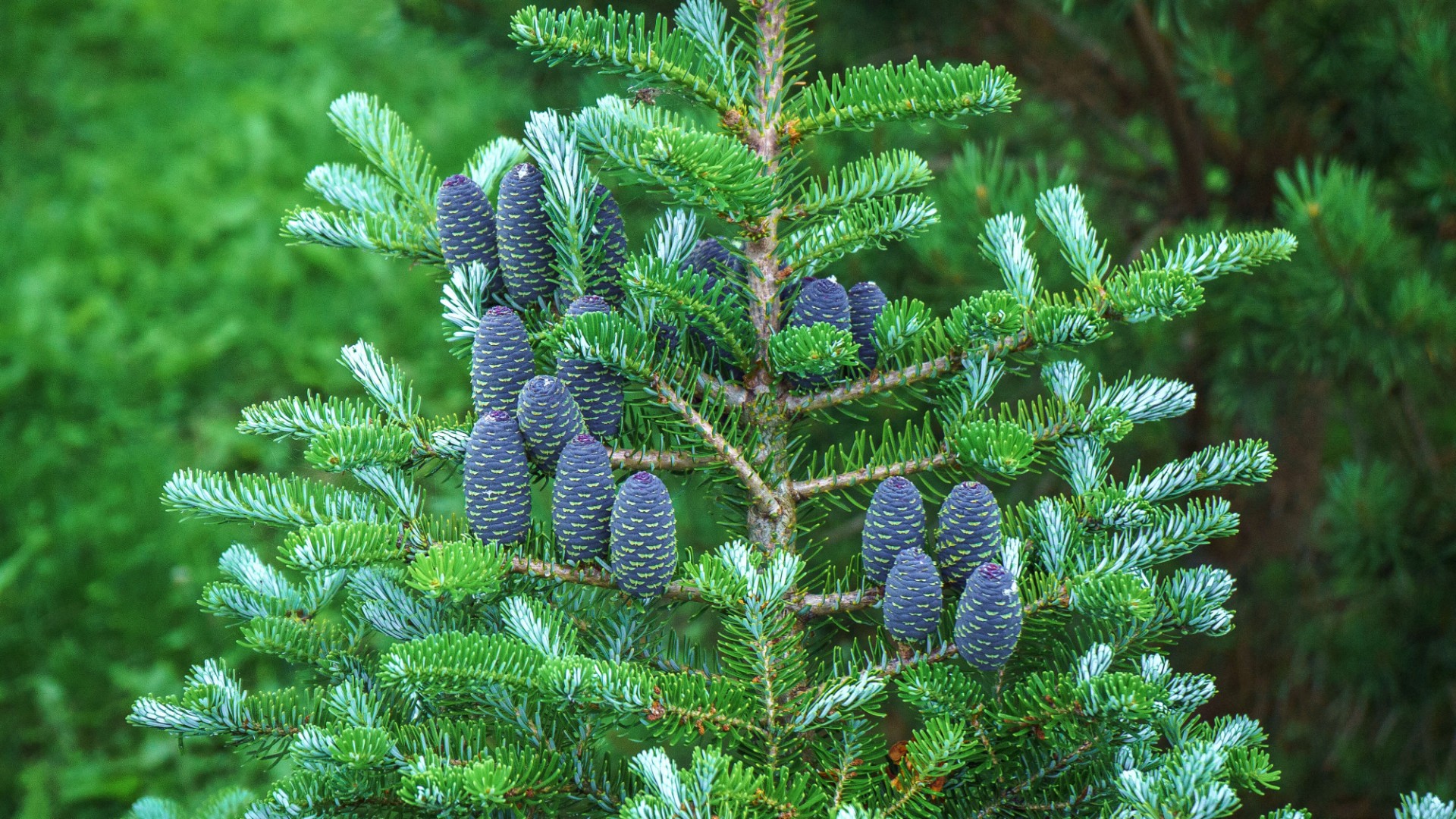 Пихта Корейская (Abies koreana) 100-120 см