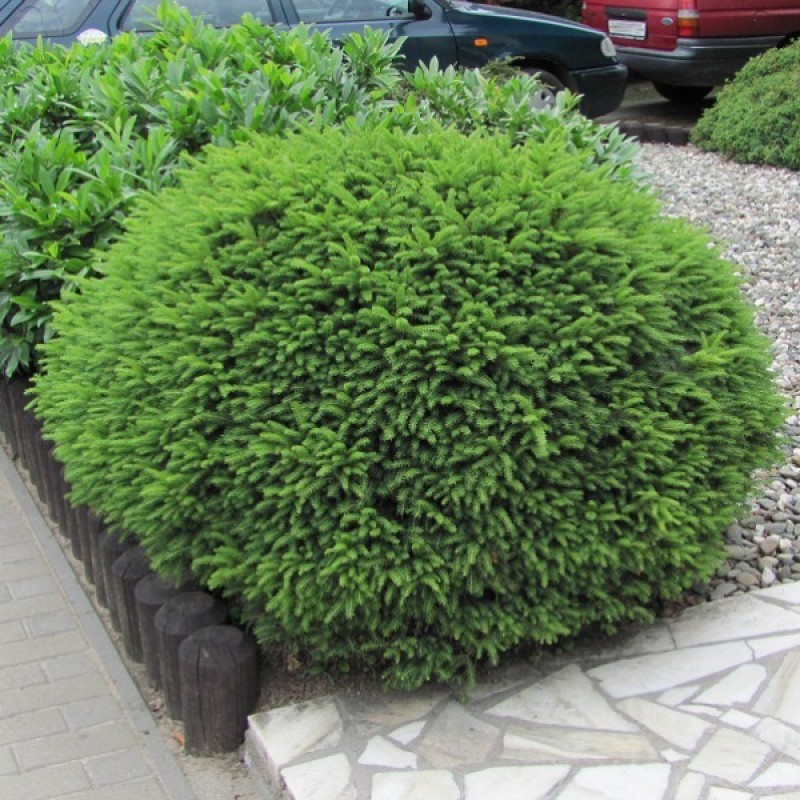 Ель Нидиформис  (Picea Nidiformis ) С5