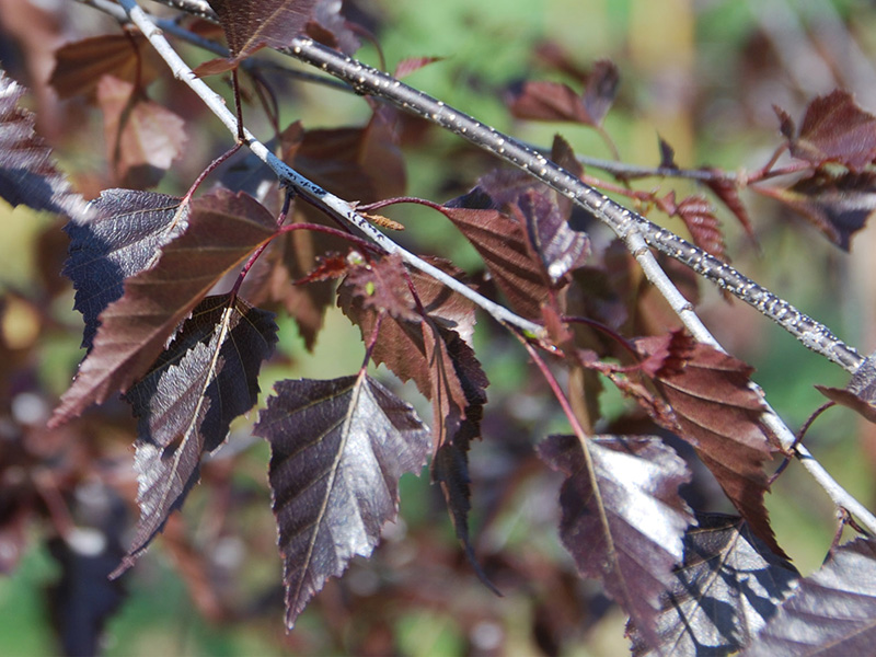 Берёза плакучая Пурпуреа (betula pendula purpurea) 150-200 см