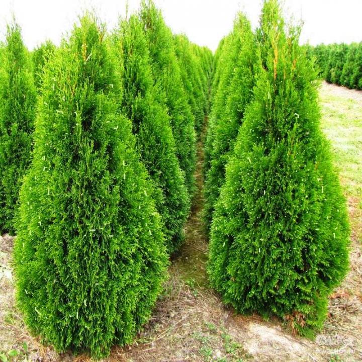 Туя западная Смарагд от 226 см  до 250 см