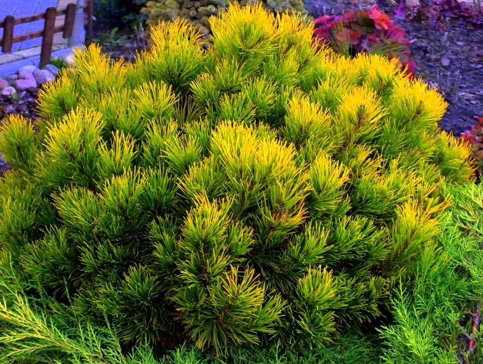 Сосна горная Винтер Голд (Pinus mugo Winter gold) С25