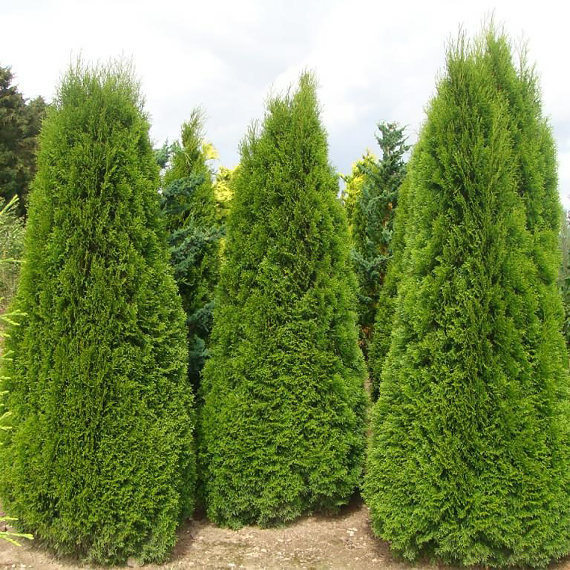 Туя западная Смарагд от 400 см до 450 см
